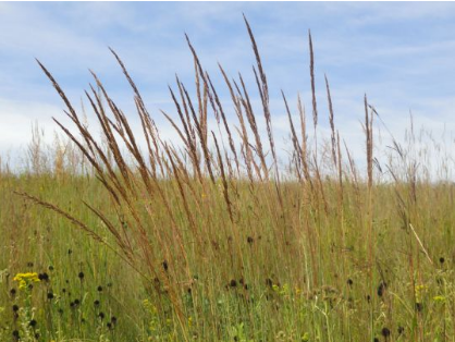 Grass - Indian (Sorghastrum nutans)